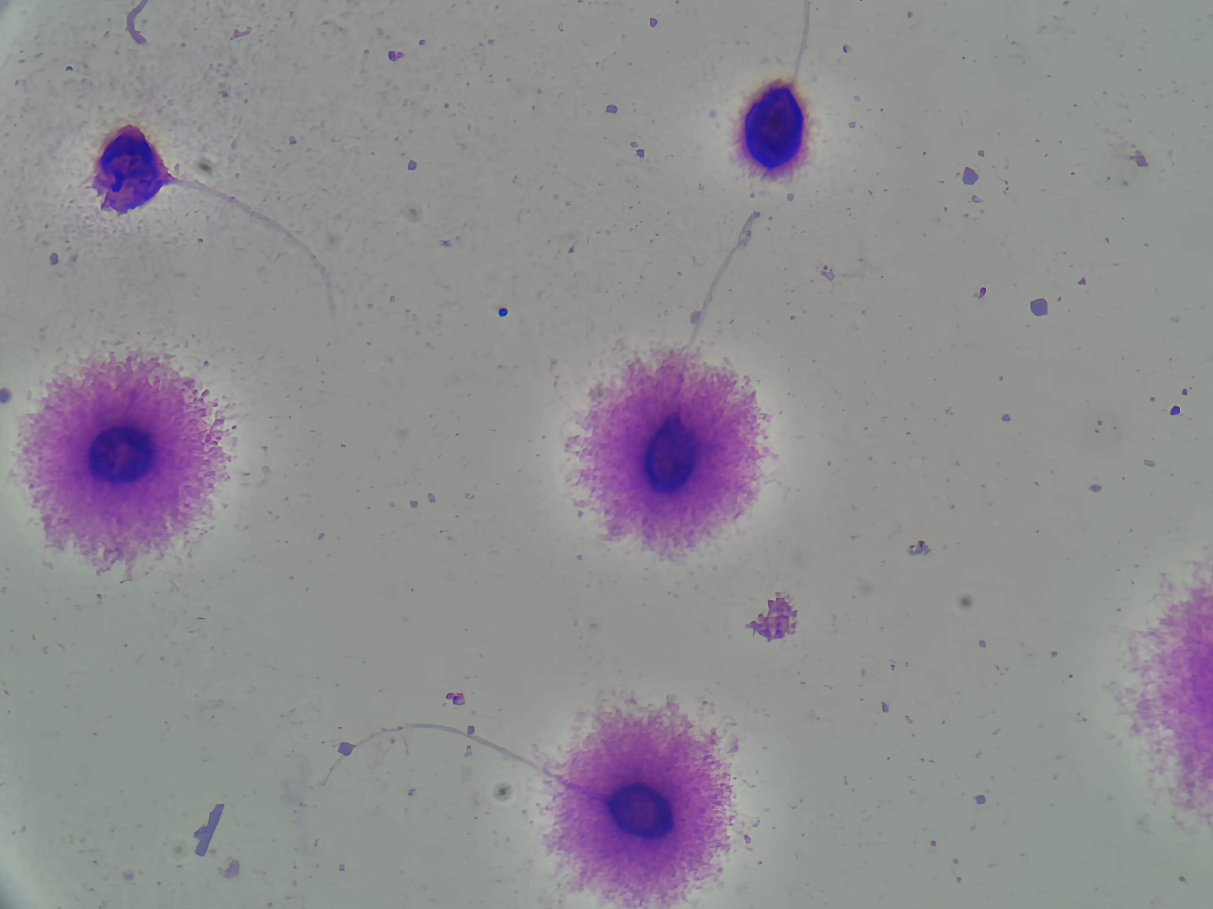 FragScope Image 1