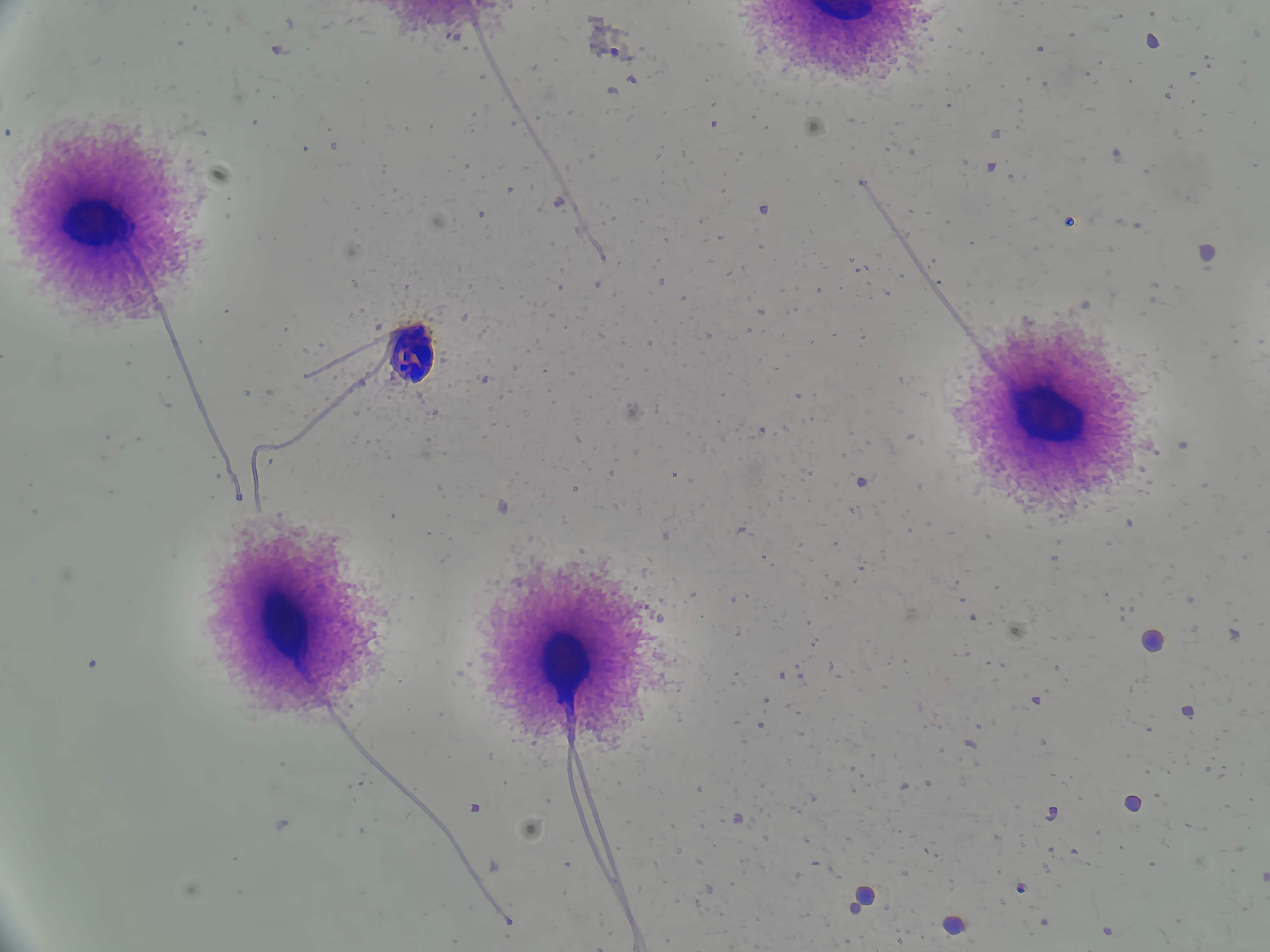 FragScope Image 3