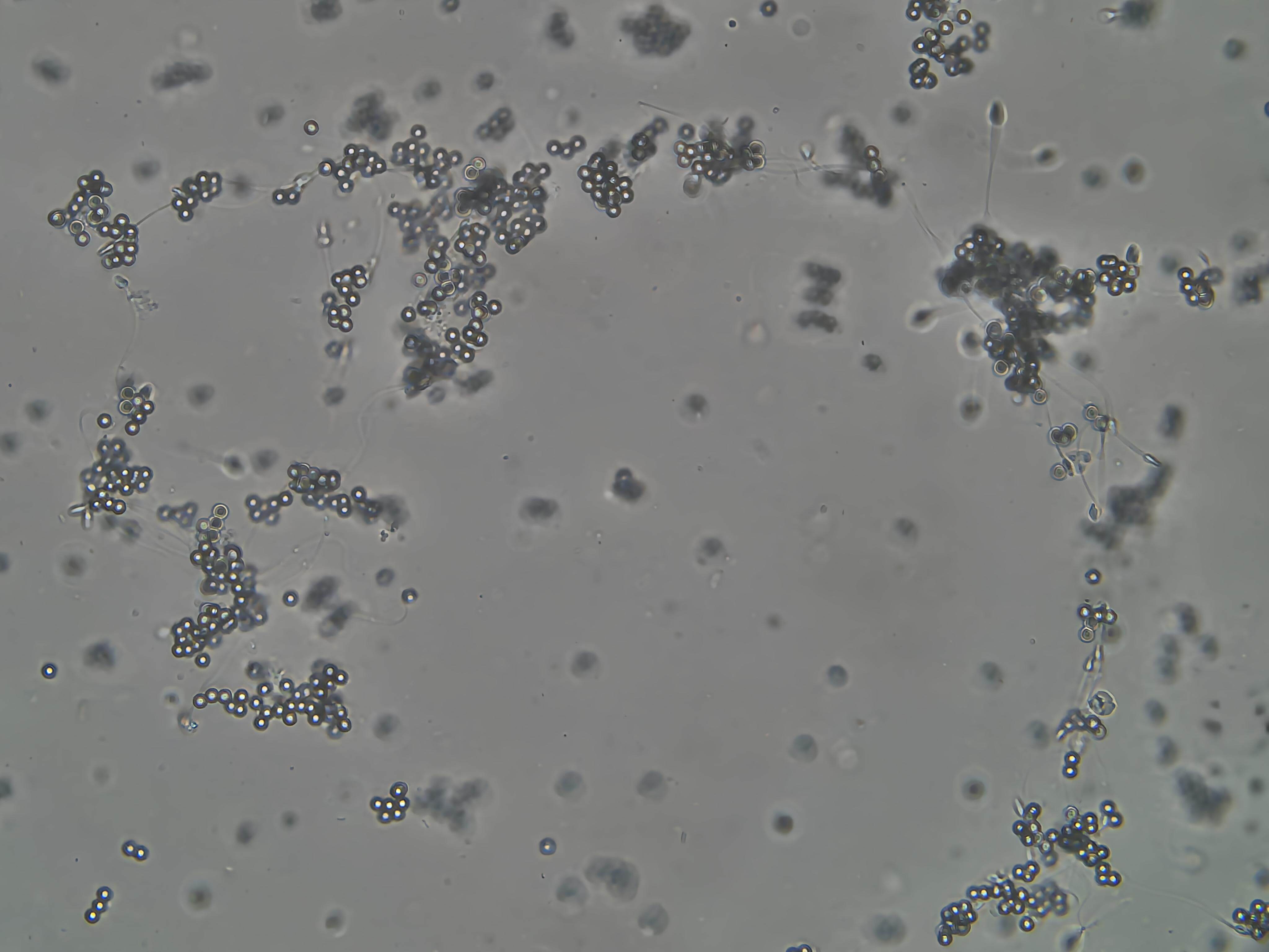 Martest Image 2