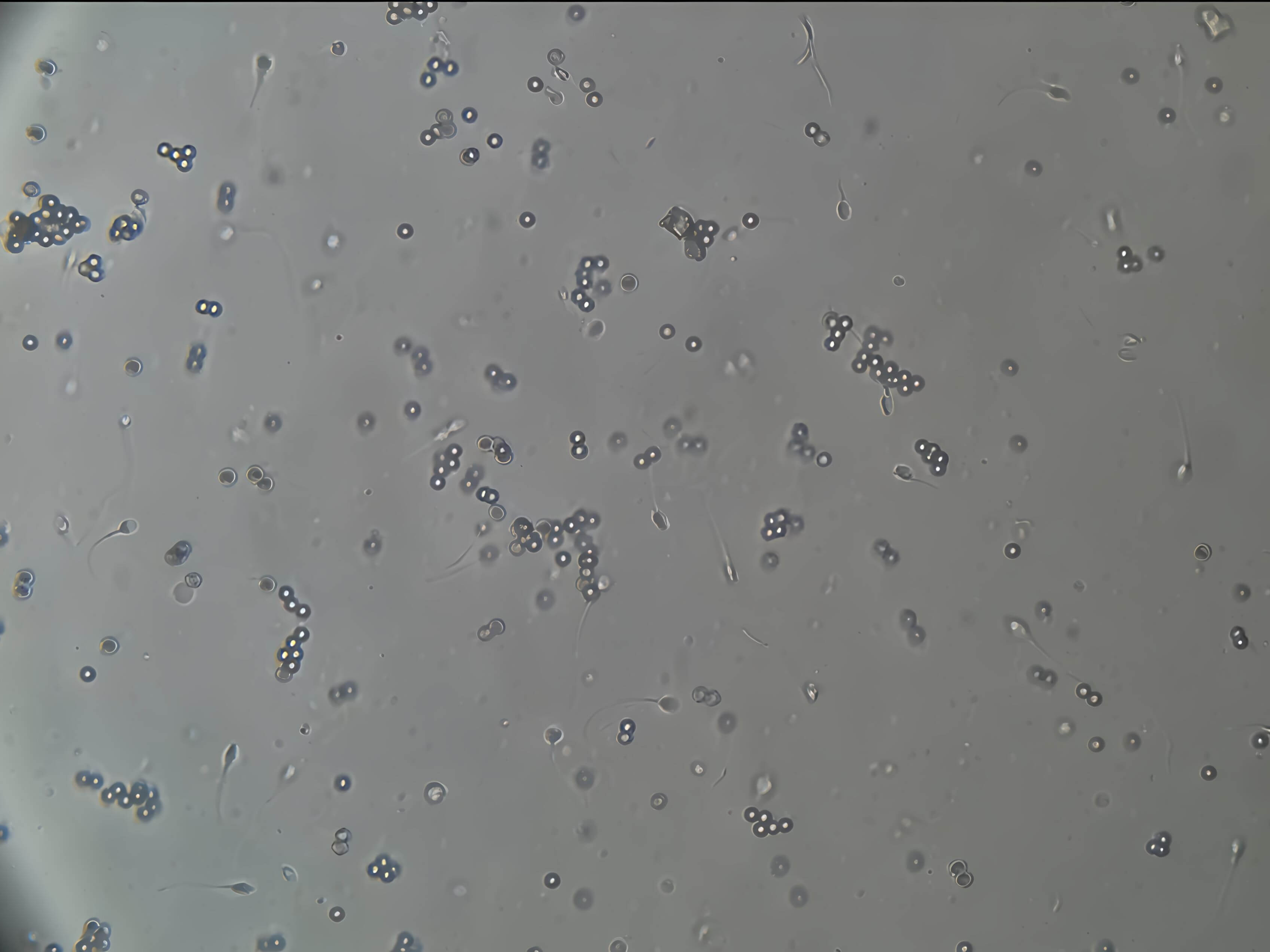 Martest Image 3